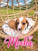 Mocha, a female Miniature Dachshund for sale in Clanton, AL – 1 of 1