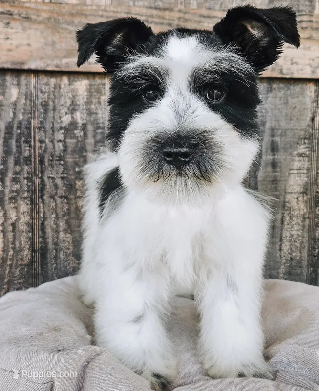Akc Larry – Miniature Schnauzer puppy for sale in Clanton, AL