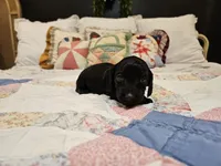 Mimosa , a male Miniature Dachshund for sale in Clanton, AL – 3 of 4