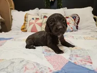 Malibu , a female Miniature Dachshund for sale in Clanton, AL – 3 of 4