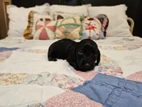 Mimosa , a male Miniature Dachshund for sale in Clanton, AL – 2 of 4