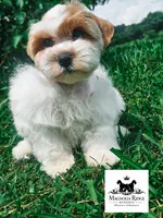 Sherman , a male Miniature Schnauzer for sale in Clanton, AL – 1 of 5