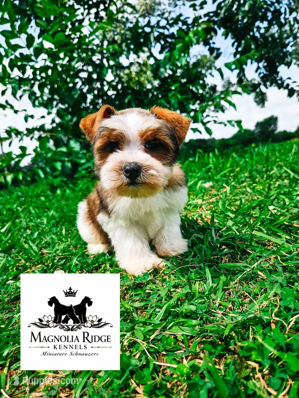 Mia – Miniature Schnauzer puppy for sale in Clanton, AL