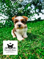 Mia, a female Miniature Schnauzer for sale in Clanton, AL – 1 of 4