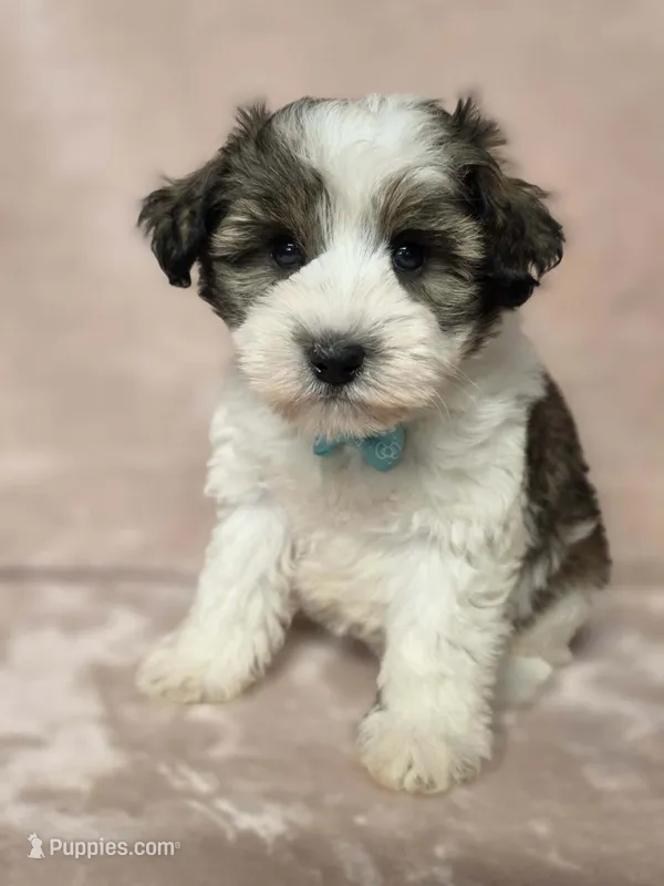 Kevin – Miniature Schnauzer puppy for sale in Clanton, AL