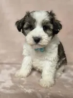 Kevin, a male Miniature Schnauzer for sale in Clanton, AL – 1 of 4