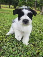 Akc Larry, a male Miniature Schnauzer for sale in Clanton, AL – 5 of 7