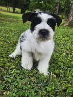 Akc Larry, a male Miniature Schnauzer for sale in Clanton, AL – 1 of 7