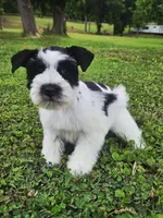 Akc Larry, a male Miniature Schnauzer for sale in Clanton, AL – 3 of 7