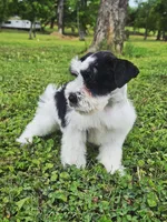 Akc Larry, a male Miniature Schnauzer for sale in Clanton, AL – 6 of 7