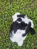 Akc Larry, a male Miniature Schnauzer for sale in Clanton, AL – 4 of 7