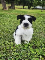 Akc Larry, a male Miniature Schnauzer for sale in Clanton, AL – 7 of 7