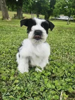 Akc Larry, a male Miniature Schnauzer for sale in Clanton, AL – 2 of 7