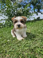 Mia, a female Miniature Schnauzer for sale in Clanton, AL – 3 of 4