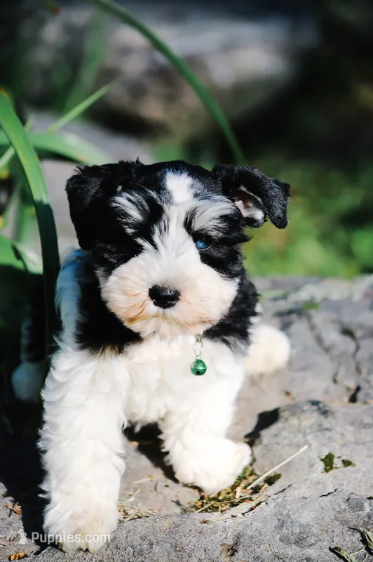 Ckc blue eye Donny  – Miniature Schnauzer puppy for sale in Clanton, AL