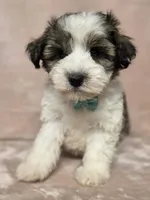 Kevin, a male Miniature Schnauzer for sale in Clanton, AL – 4 of 4