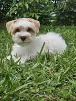 Reed , a male Miniature Schnauzer for sale in Clanton, AL – 3 of 4