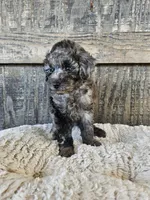 Merle , a male Poodle - Toy  for sale in Clanton, AL – 2 of 3