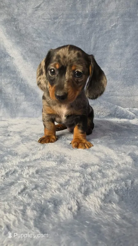 Speckles – Dachshund, Miniature Dachshund puppy for sale in Clanton, AL