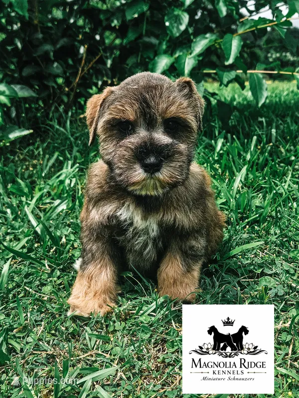 AKC Cindy  – Miniature Schnauzer puppy for sale in Clanton, AL