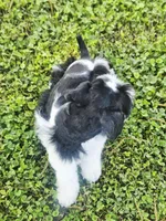 Ckc blue eye Donny , a male Miniature Schnauzer for sale in Clanton, AL – 3 of 3