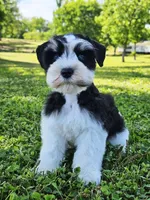 Ckc blue eye Donny , a male Miniature Schnauzer for sale in Clanton, AL – 2 of 3