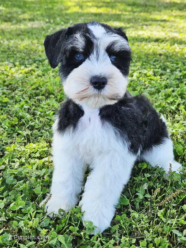 Ckc blue eye Donny  – Miniature Schnauzer puppy for sale in Clanton, AL