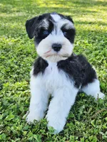Ckc blue eye Donny , a male Miniature Schnauzer for sale in Clanton, AL – 1 of 3