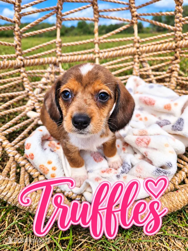 Truffles  – Miniature Dachshund puppy for sale in Clanton, AL