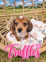Truffles , a female Miniature Dachshund for sale in Clanton, AL – 1 of 1