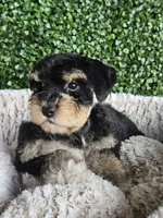 Cane , a male Miniature Schnauzer for sale in Clanton, AL – 3 of 3