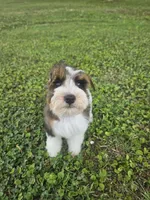 Akc Jerry , a male Miniature Schnauzer for sale in Clanton, AL – 5 of 7