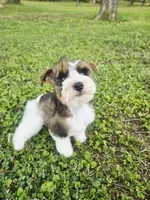 Akc Jerry , a male Miniature Schnauzer for sale in Clanton, AL – 2 of 7