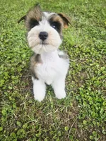 Akc Jerry , a male Miniature Schnauzer for sale in Clanton, AL – 3 of 7