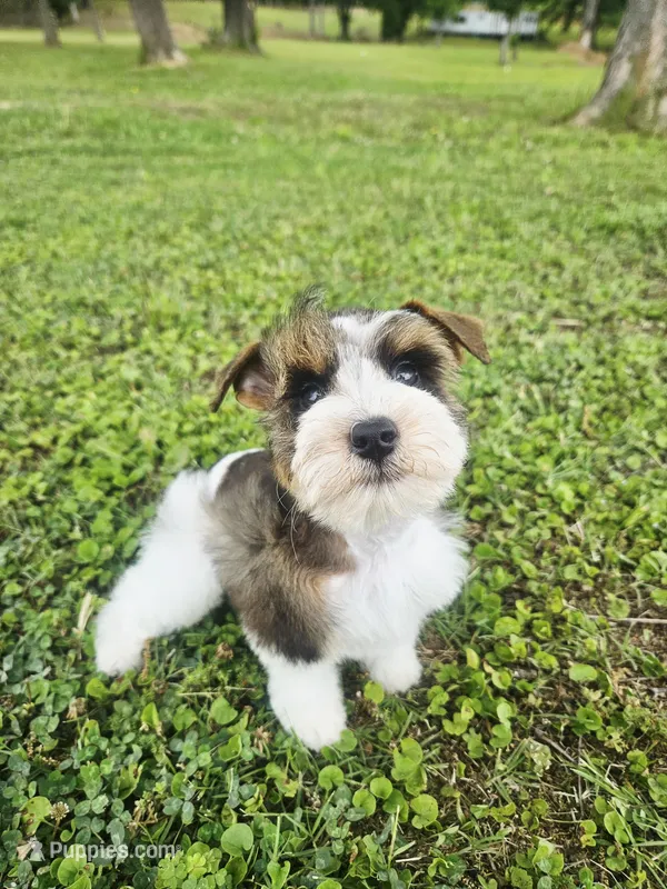 Akc Jerry  – Miniature Schnauzer puppy for sale in Clanton, AL