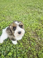 Akc Jerry , a male Miniature Schnauzer for sale in Clanton, AL – 6 of 7
