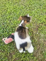 Akc Jerry , a male Miniature Schnauzer for sale in Clanton, AL – 7 of 7