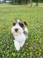 Akc Jerry , a male Miniature Schnauzer for sale in Clanton, AL – 4 of 7
