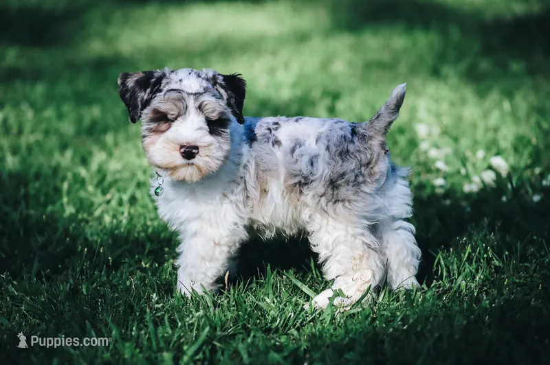 Ckc blue eyed Pete – Miniature Schnauzer puppy on hold in Clanton, AL