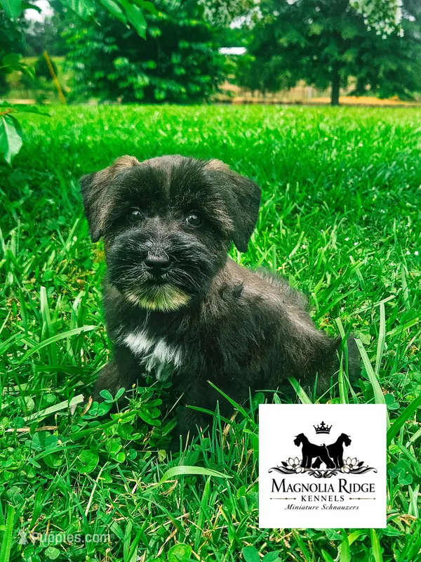  AKC Nelda – Miniature Schnauzer puppy for sale in Clanton, AL
