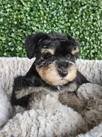 Cane , a male Miniature Schnauzer for sale in Clanton, AL – 2 of 3