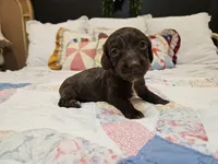 Malibu , a female Miniature Dachshund for sale in Clanton, AL – 2 of 4