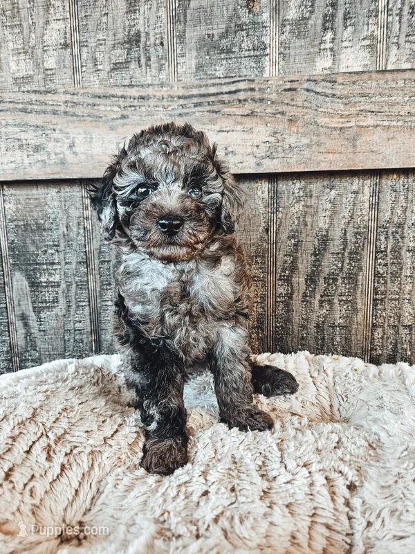 Merle  – Poodle - Toy  puppy for sale in Clanton, AL