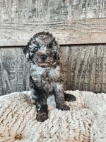 Merle , a male Poodle - Toy  for sale in Clanton, AL – 1 of 3