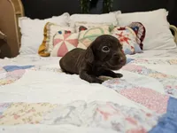 Tito, a male Miniature Dachshund for sale in Clanton, AL – 2 of 3