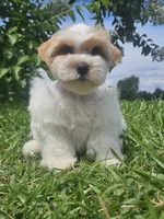 Sherman , a male Miniature Schnauzer for sale in Clanton, AL – 4 of 5