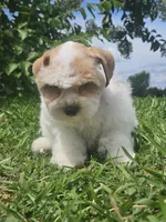 Sherman , a male Miniature Schnauzer for sale in Clanton, AL – 3 of 5