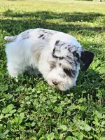Ckc blue eyed Pete, a male Miniature Schnauzer for sale in Clanton, AL – 3 of 5