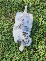 Ckc blue eyed Pete, a male Miniature Schnauzer for sale in Clanton, AL – 5 of 5