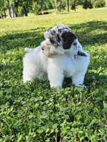 Ckc blue eyed Pete, a male Miniature Schnauzer for sale in Clanton, AL – 4 of 5
